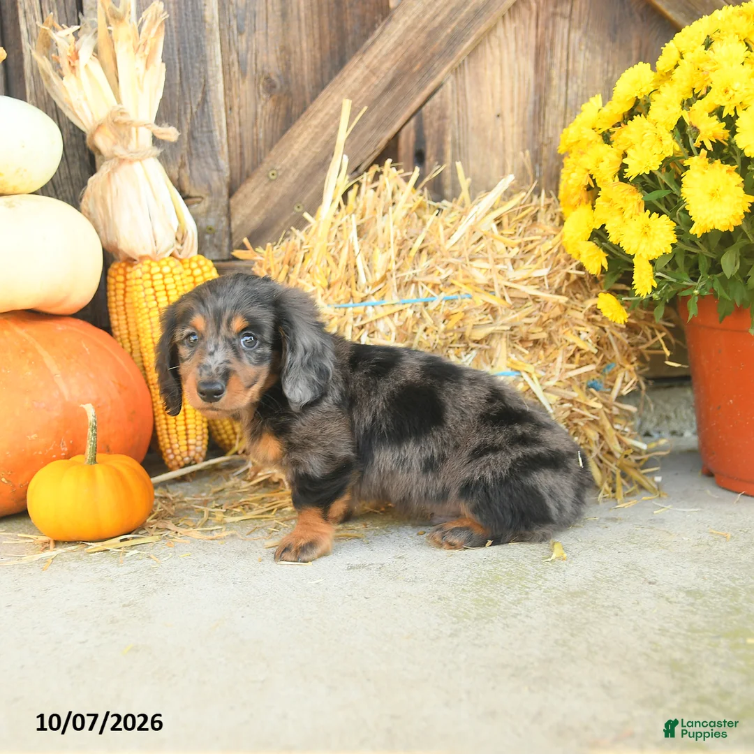 Miniature Dachshund dogs for sale: Jagger - Ad 5