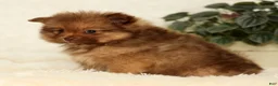 Pomeranian dogs for sale: Nutmeg - Ad 8