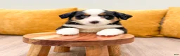 Miniature Australian Shepherd dogs for sale: Rose - Ad 2