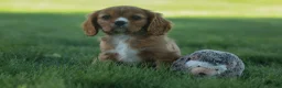 Cavalier King Charles Spaniel dogs for sale: Fletcher 🐶💙 - Ad 16