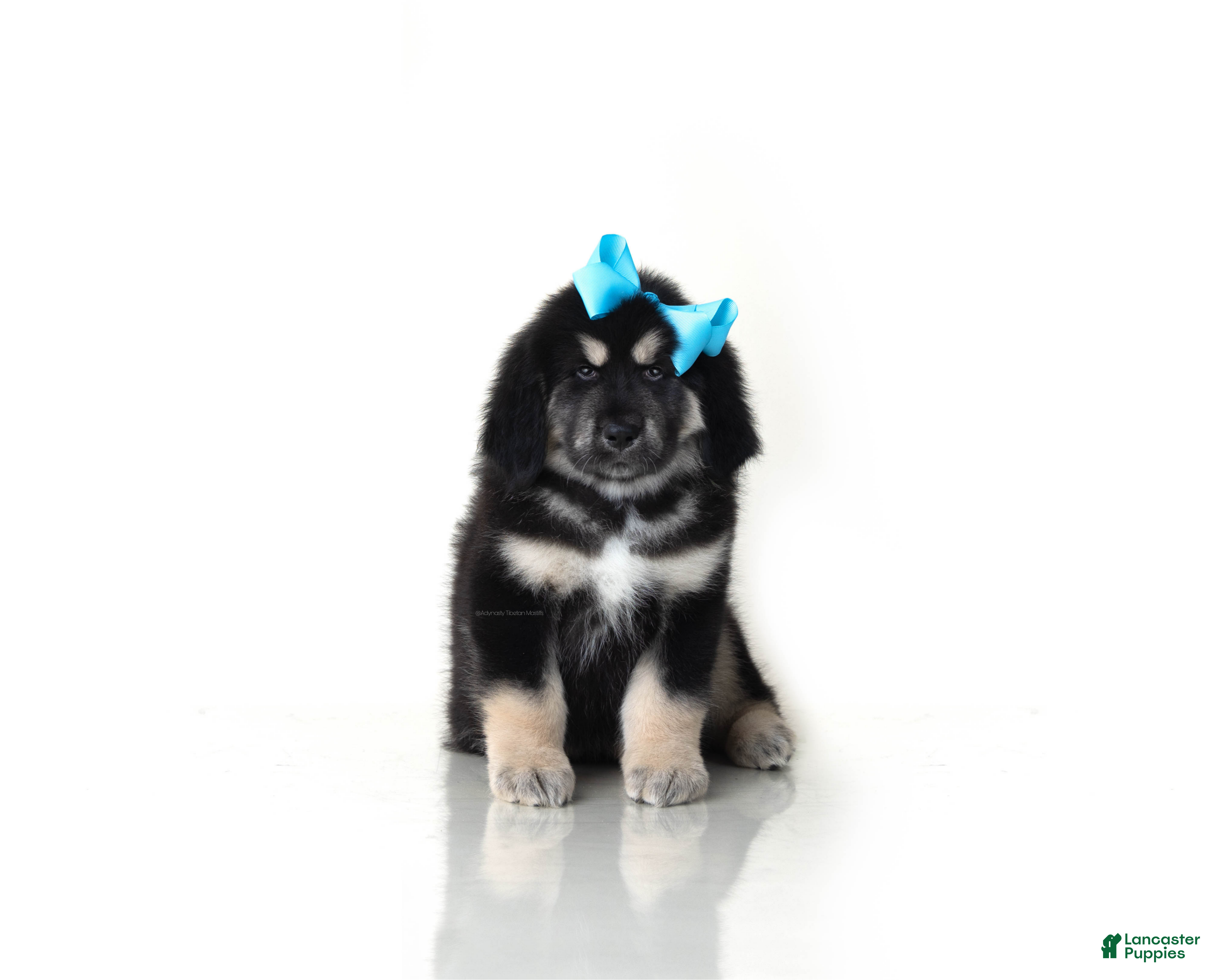 Tibetan Mastiff dogs Tibetan Mastiff Puppy | Blue Girl  - Ad 2