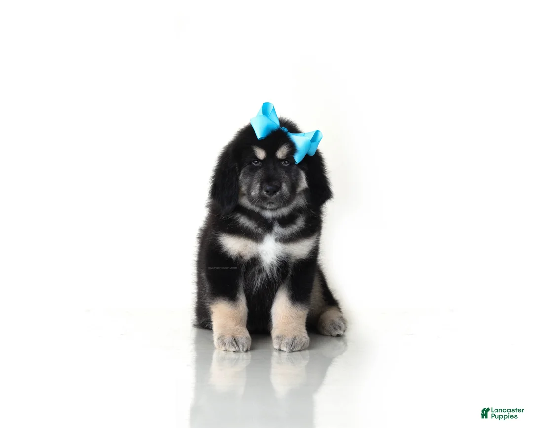 Tibetan Mastiff dogs for sale: Tibetan Mastiff Puppy | Blue Girl  - Ad 2