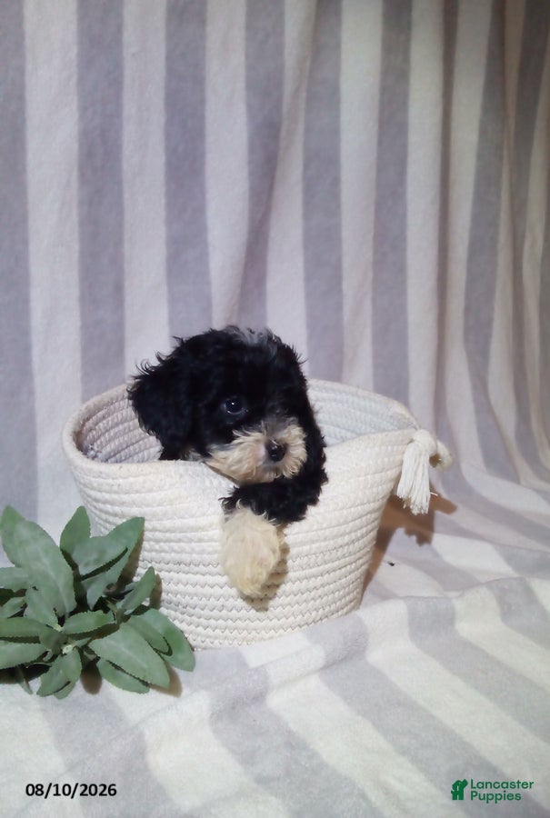 Havapoo dogs Patrick - Ad 2