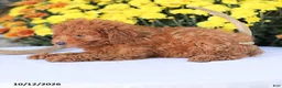 Miniature Poodle dogs for sale: Cathy - Ad 4