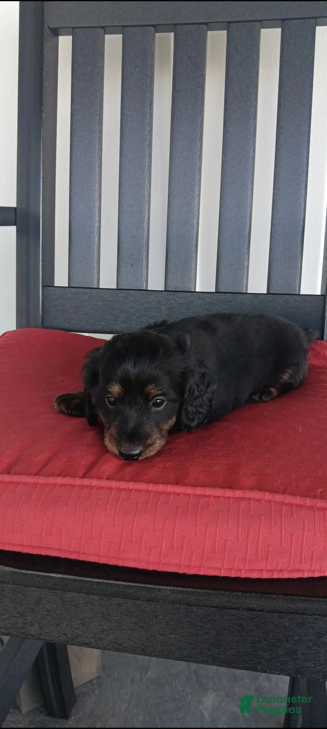 Dachshund dogs for sale: Jayce - Ad 4