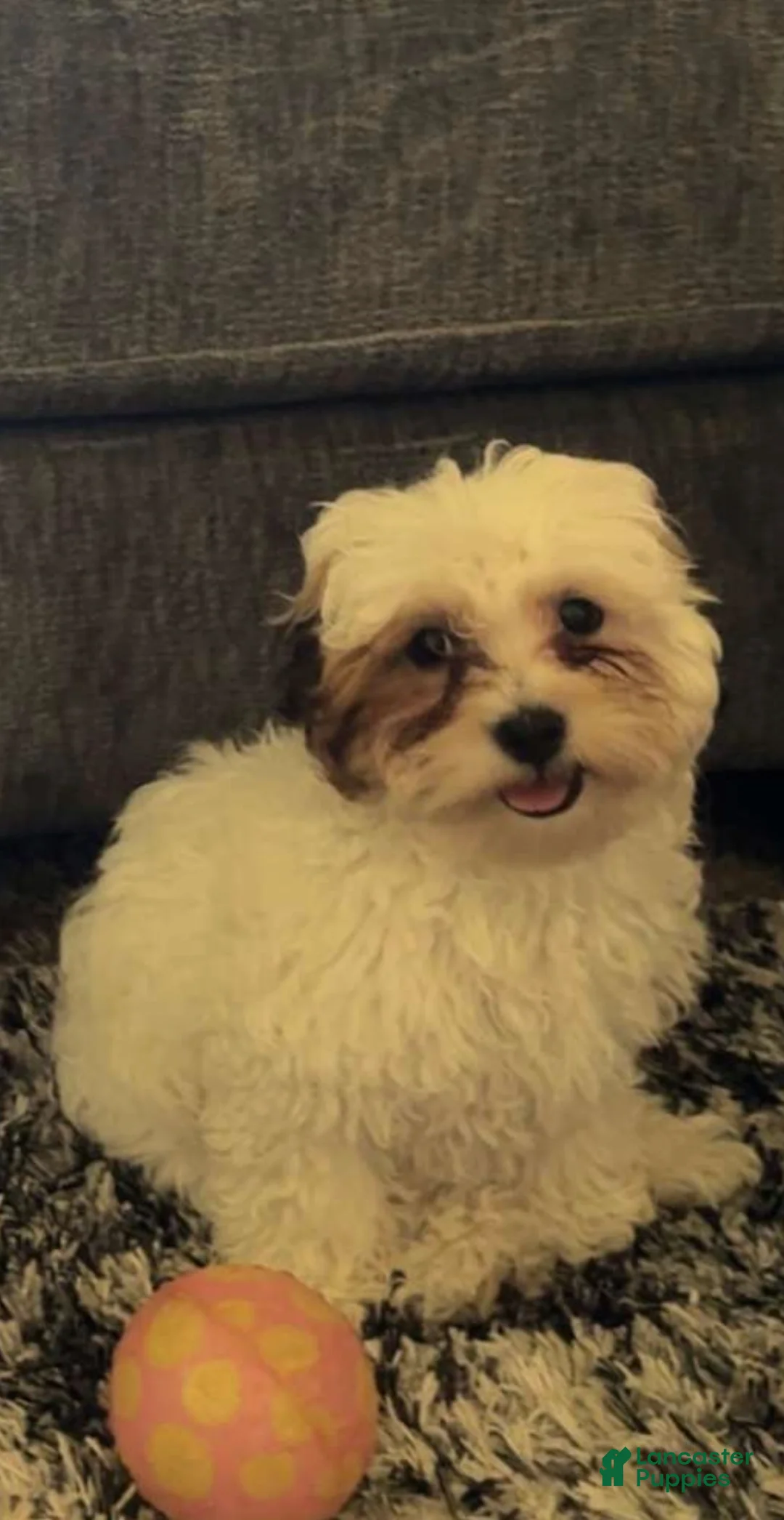 Shihpoo dogs for sale: Bella - Ad 1