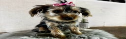 Yorkshire Terrier dogs for sale: Tarza - Ad 11