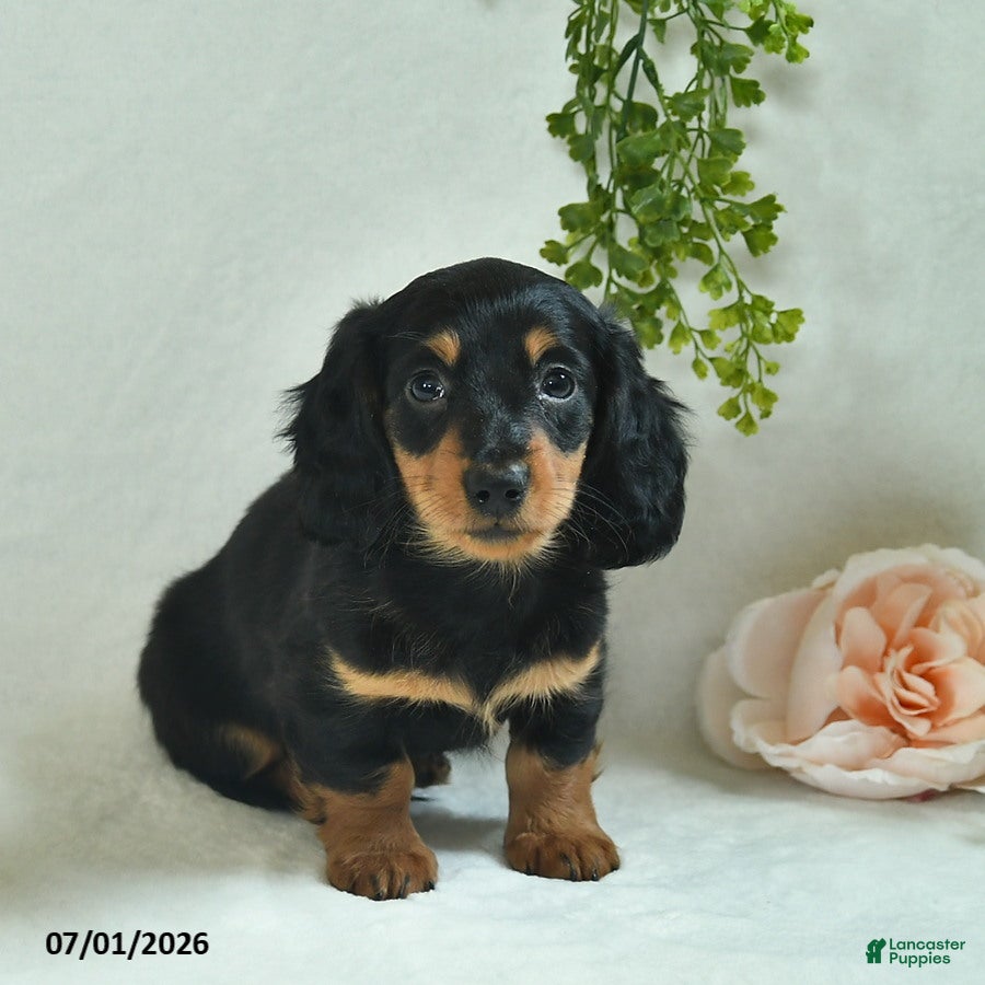 Miniature Dachshund dogs Garrett - Ad 2