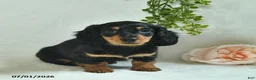 Miniature Dachshund dogs for sale: Garrett - Ad 2