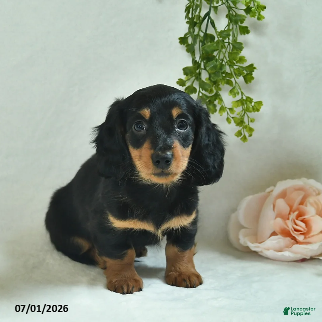 Miniature Dachshund dogs for sale: Garrett - Ad 2