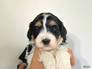 Mini Bernedoodle dogs - Ad 18
