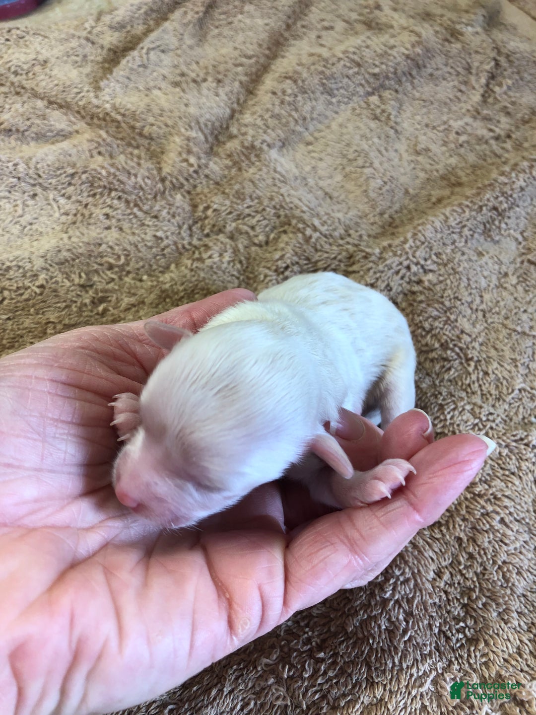 Maltipoo dogs for sale: Genevieve - Ad 2