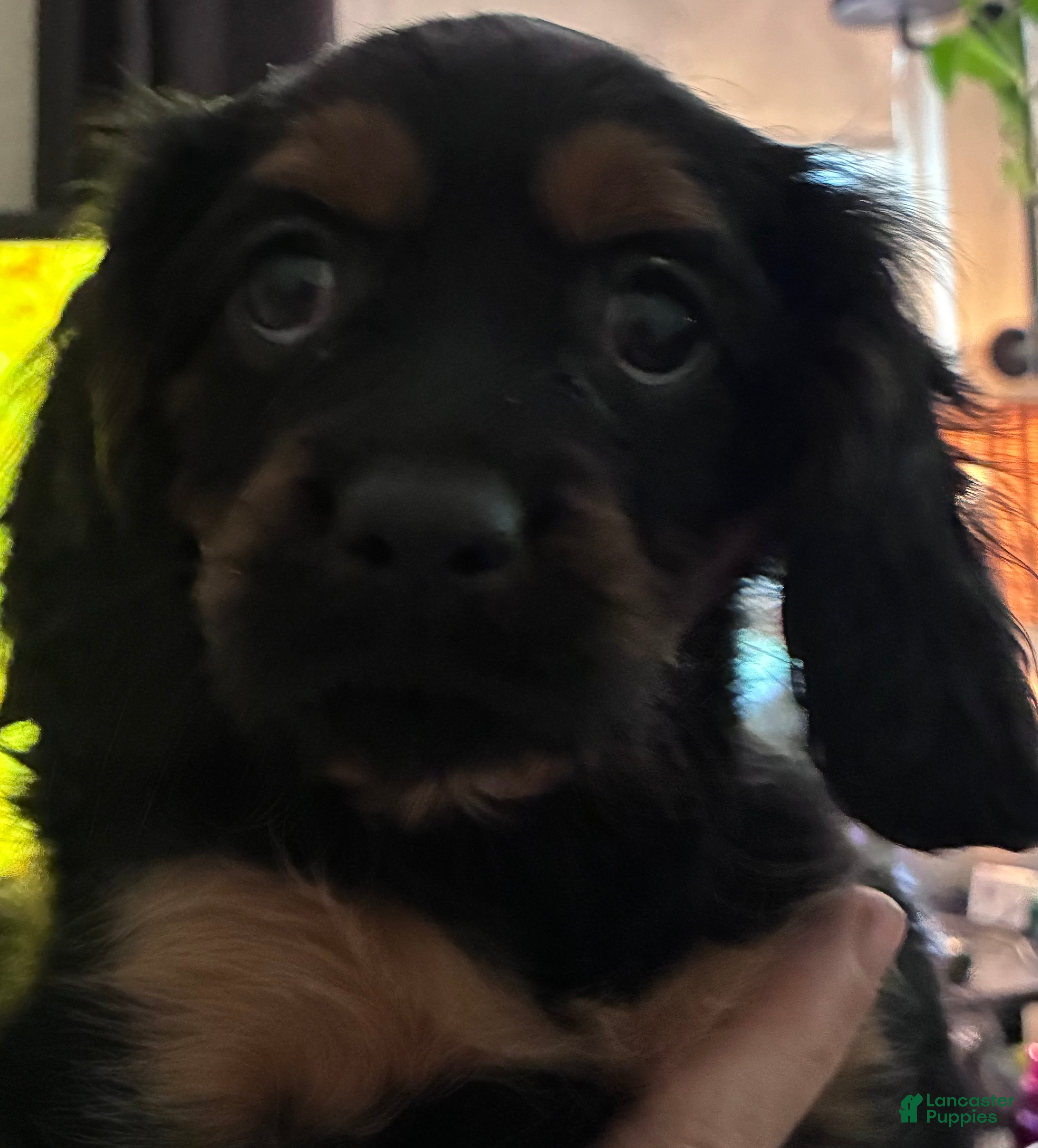 Cavalier King Charles Spaniel dogs Cavalier King Charles Spaniel Puppy 4 - Ad 1