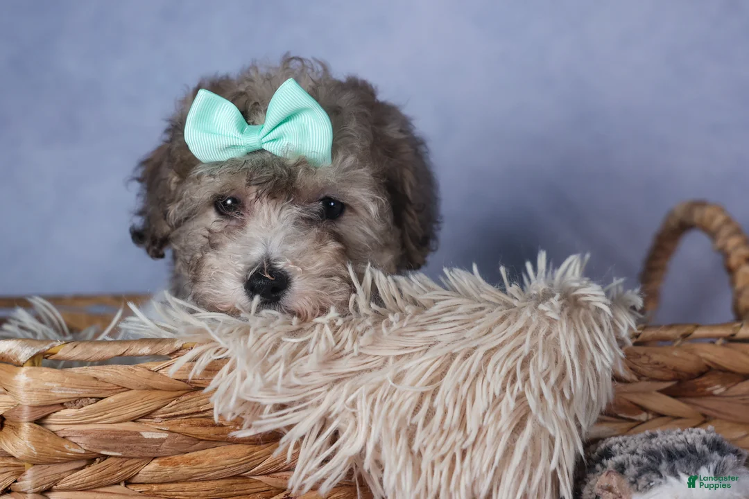 Bichpoo dogs for sale: Sunshine - Ad 13