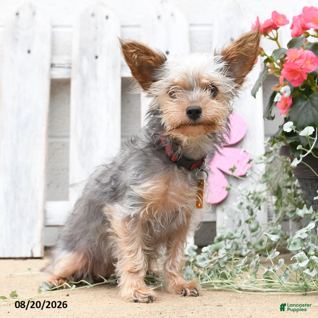 Yorkiepoo dogs for sale: Brianna - Ad 4