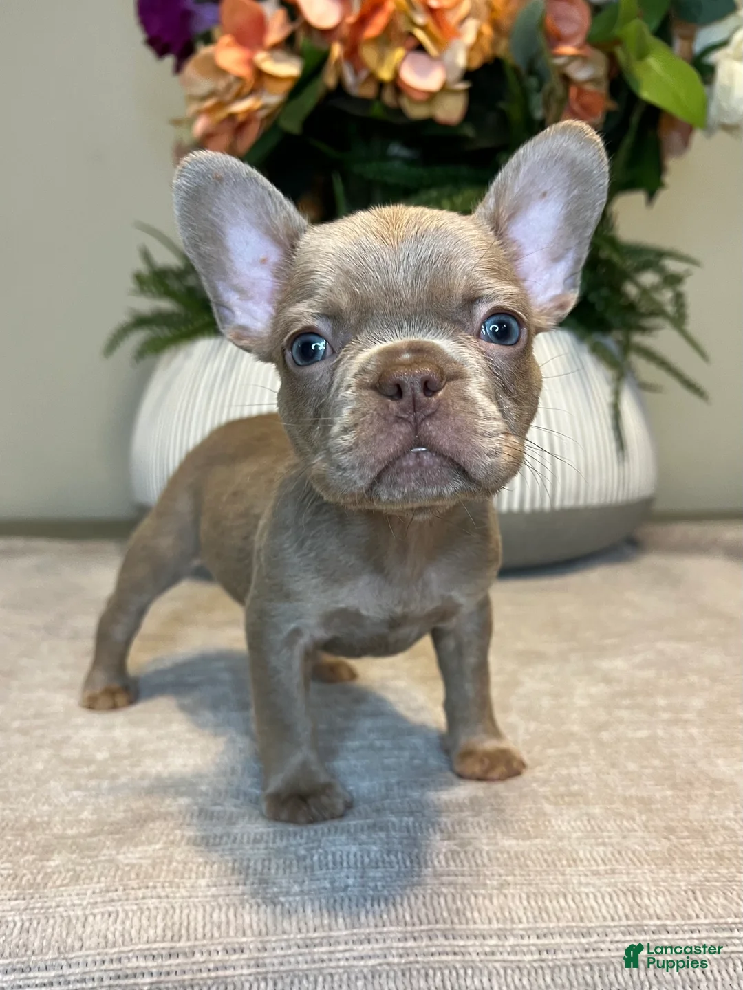 French Bulldog dogs for sale: Benji - Ad 1