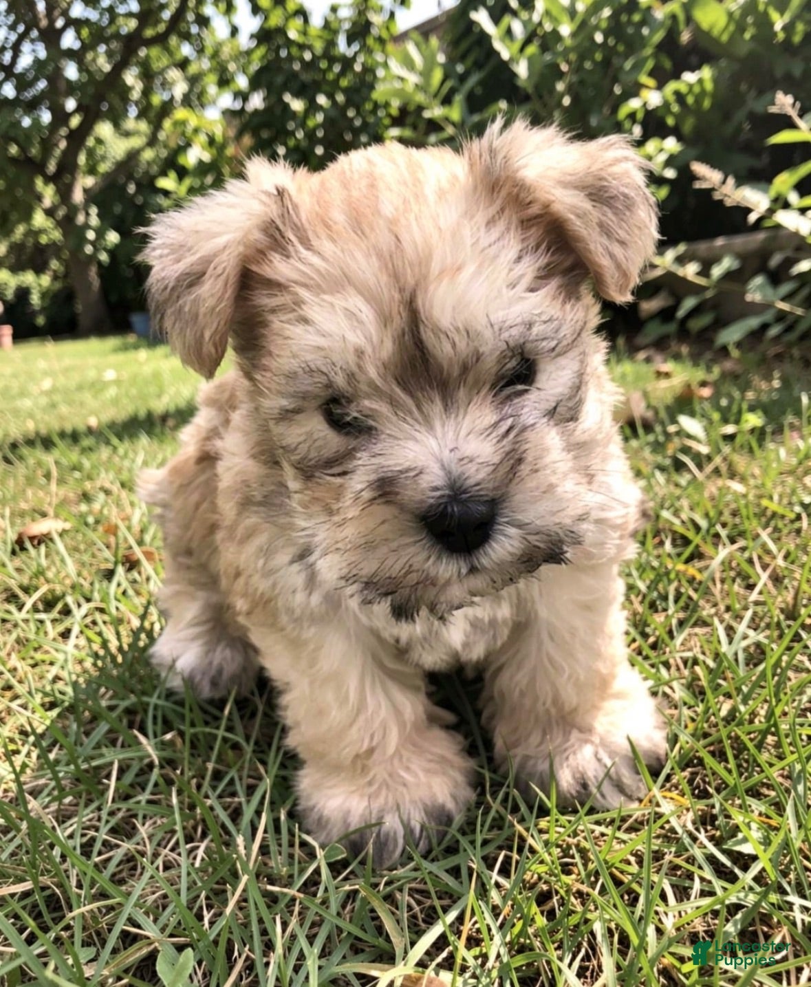 Miniature Schnauzer dogs Sable  - Ad 30