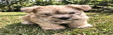 Sable 