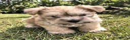 Miniature Schnauzer dogs for sale: Sable  - Ad 1