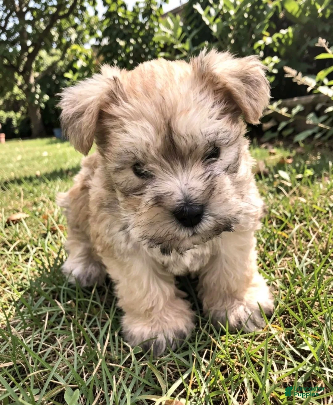 Miniature Schnauzer dogs for sale: Sable  - Ad 1