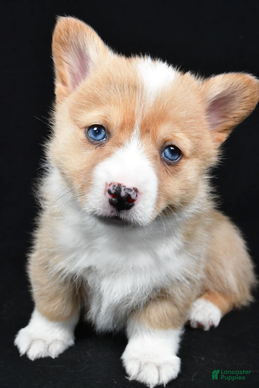 Welsh Corgi Pembroke dogs for sale: Chester - Ad 9