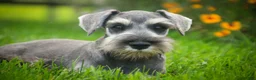 Miniature Schnauzer dogs for sale: Quartz Miniature Schnauzer  - Ad 5