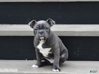 Frenchton dogs Dallas - Ad 2