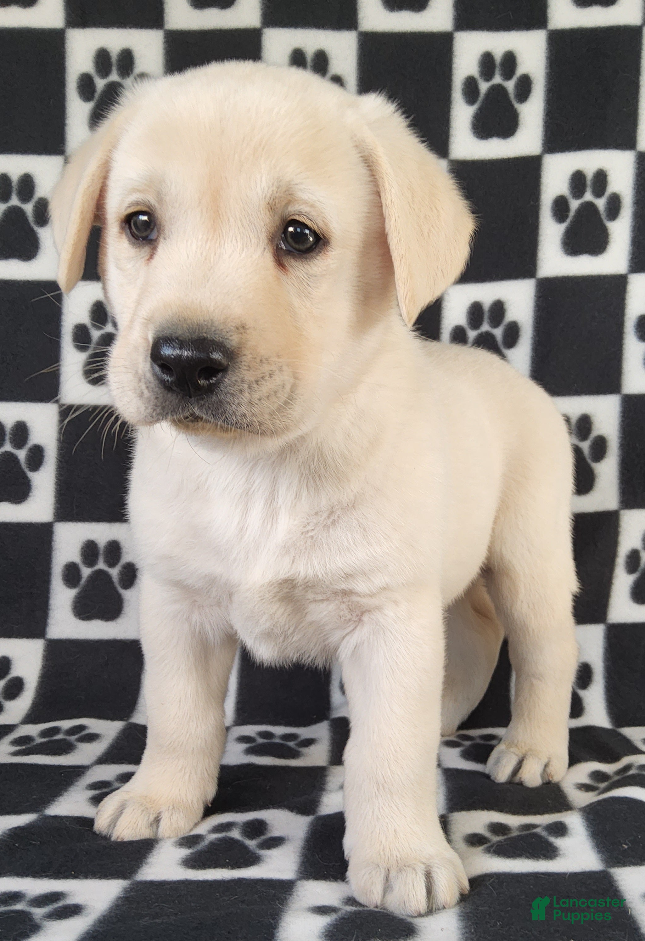 Labrador Retriever dogs for sale: Casper - Ad 2