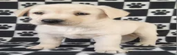 Labrador Retriever dogs for sale: Casper - Ad 2