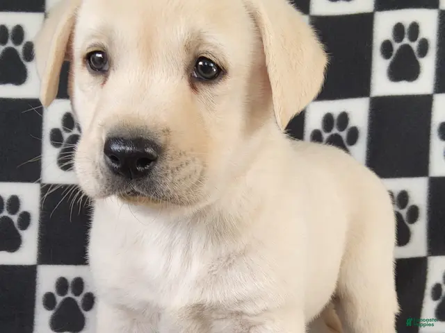 Labrador Retriever dogs for sale: Casper - Ad 2