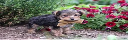 Yorkiepoo dogs for sale: Rhett - Ad 5