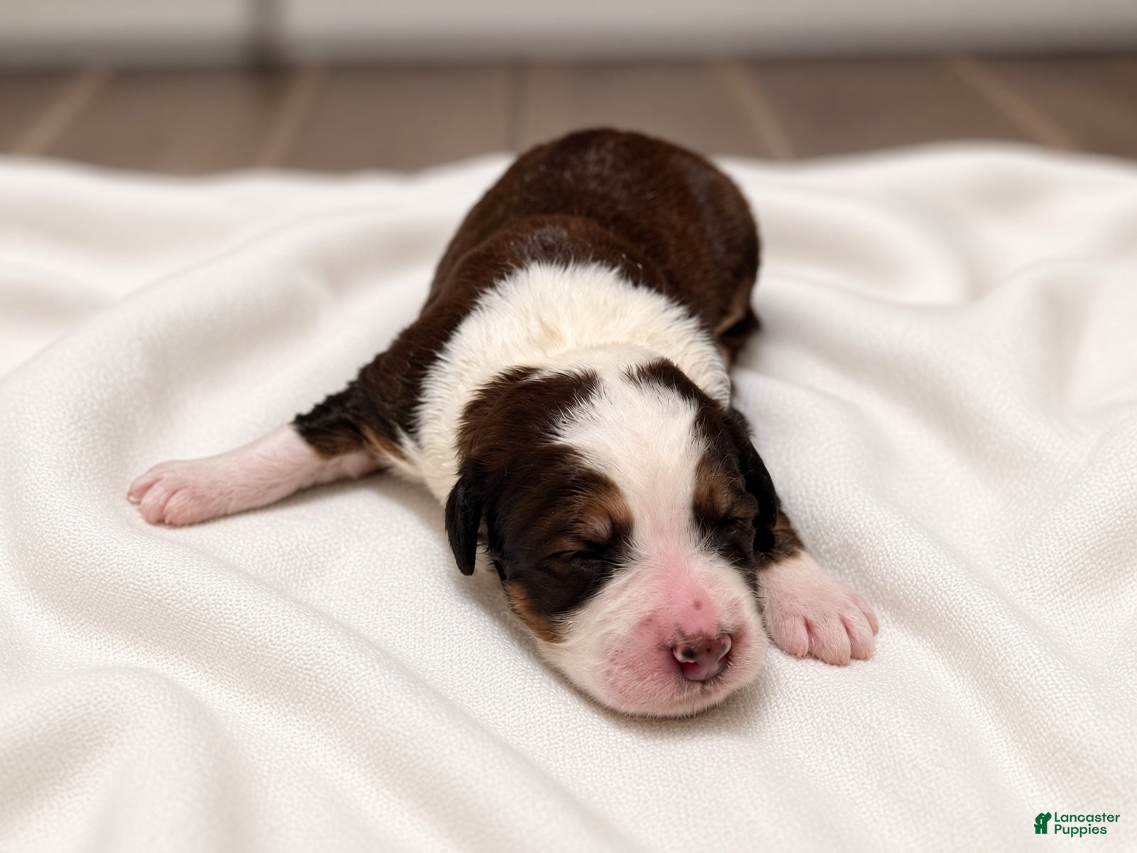 Bernedoodle dogs Honey - Ad 2