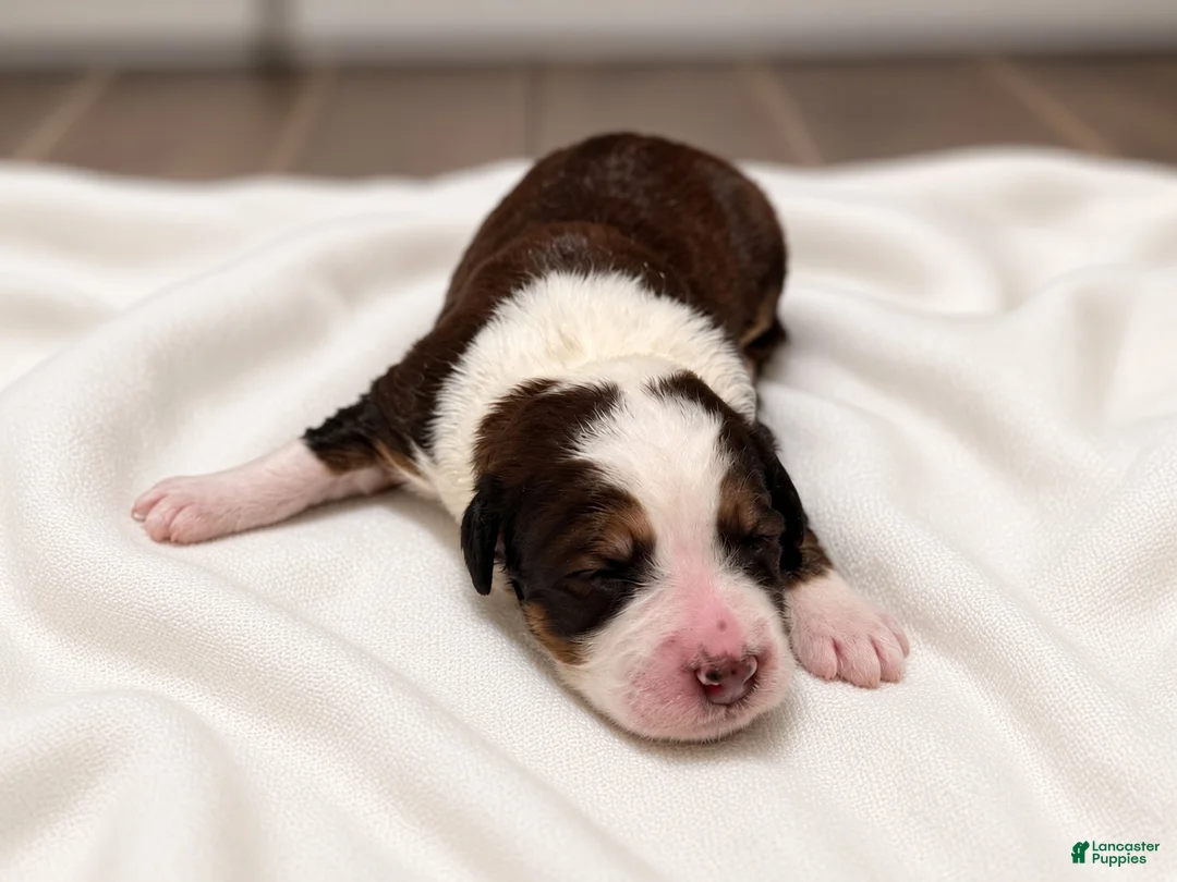 Bernedoodle dogs for sale: Honey - Ad 2