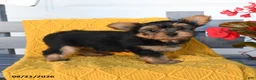 Yorkshire Terrier dogs for sale: Lucky - Ad 4