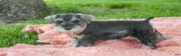 Miniature Schnauzer dogs for sale: Nellie Belle - Ad 2