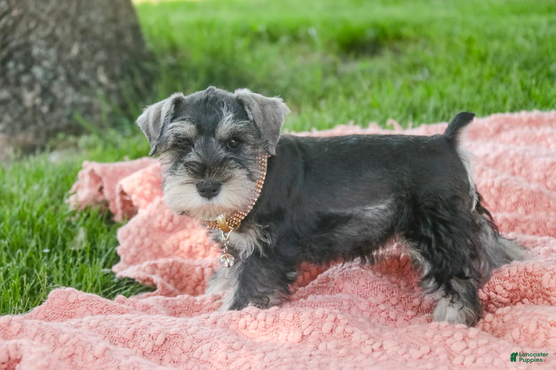 Miniature Schnauzer dogs for sale: Nellie Belle - Ad 2