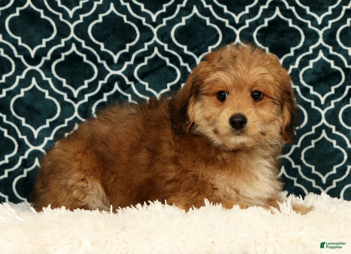 Mini Aussiedoodle dogs Moe - Ad 1