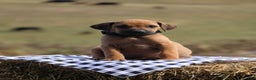 Rhodesian Ridgeback dogs for sale: Juniper - Ad 3