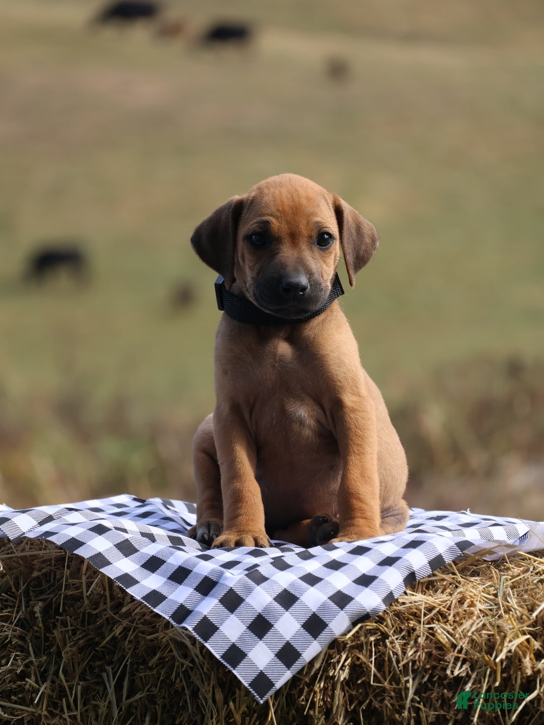 Rhodesian Ridgeback dogs for sale: Juniper - Ad 3