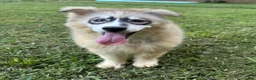 Siberian Husky dogs for sale: REYNA - Ad 14