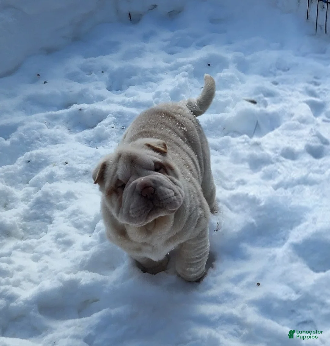 Shar Pei dogs for sale: Blizzard mini - Ad 8