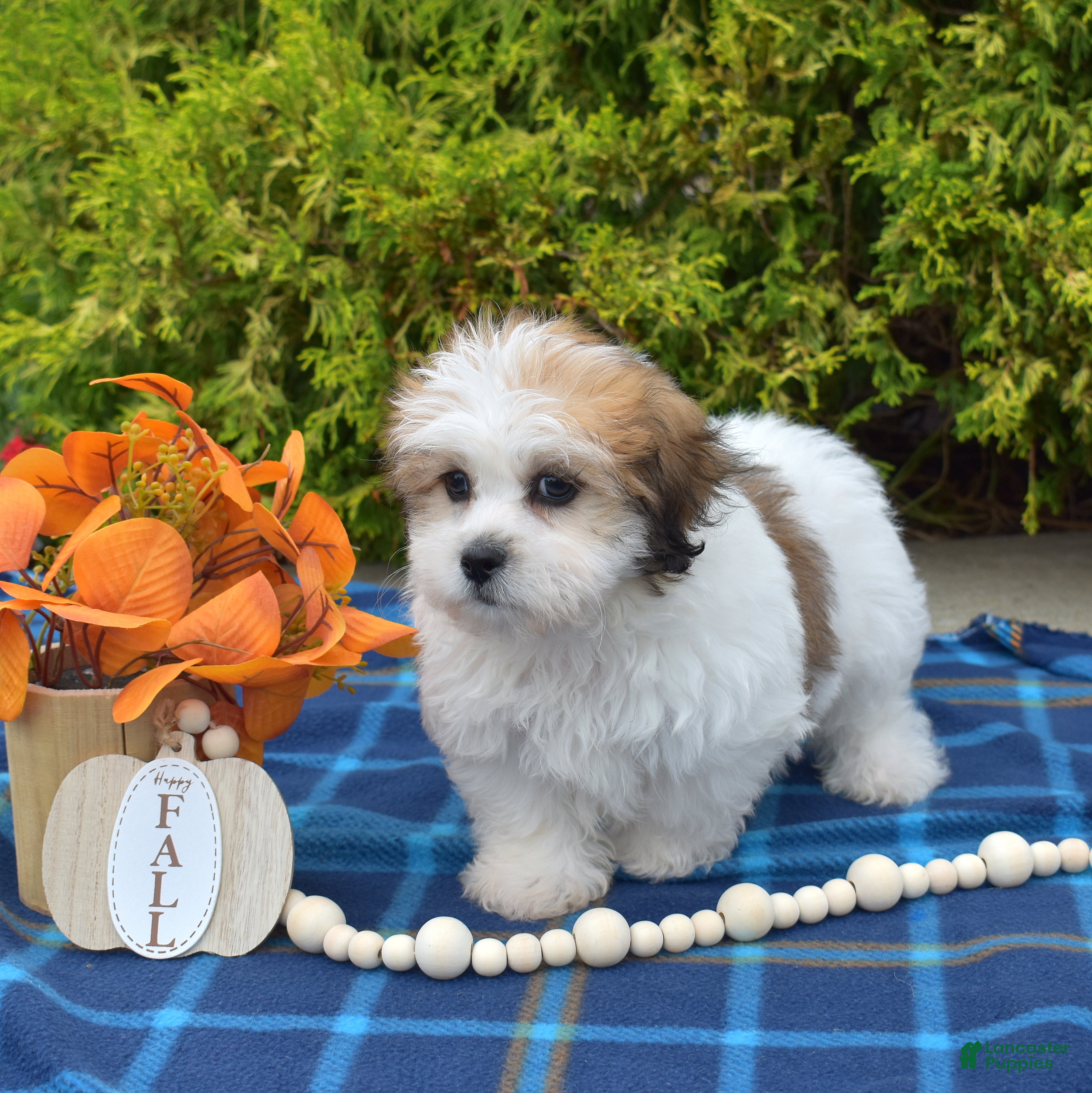 Teddy Bear dogs Pine - Ad 2