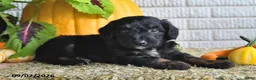 Mixed Breed dogs for sale: Teddy - Ad 5