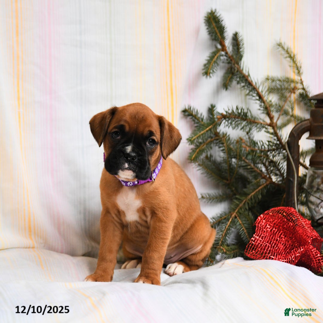 Boxer dogs for sale: Gloria - Ad 3