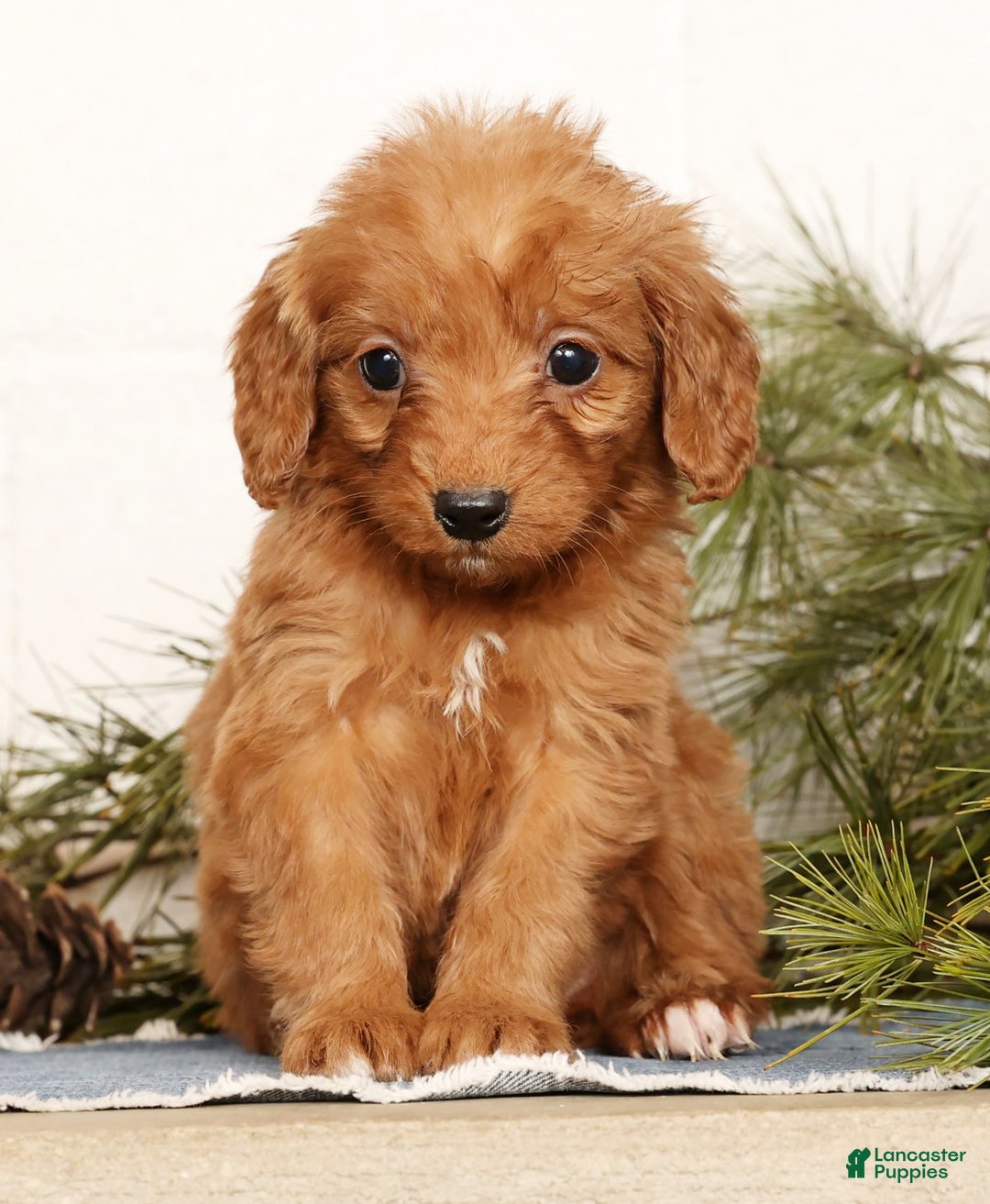 Mini Goldendoodle dogs for sale: Shelly - Ad 4