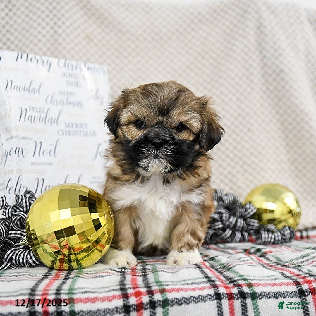 Shih Tzu dogs for sale: King - Ad 3