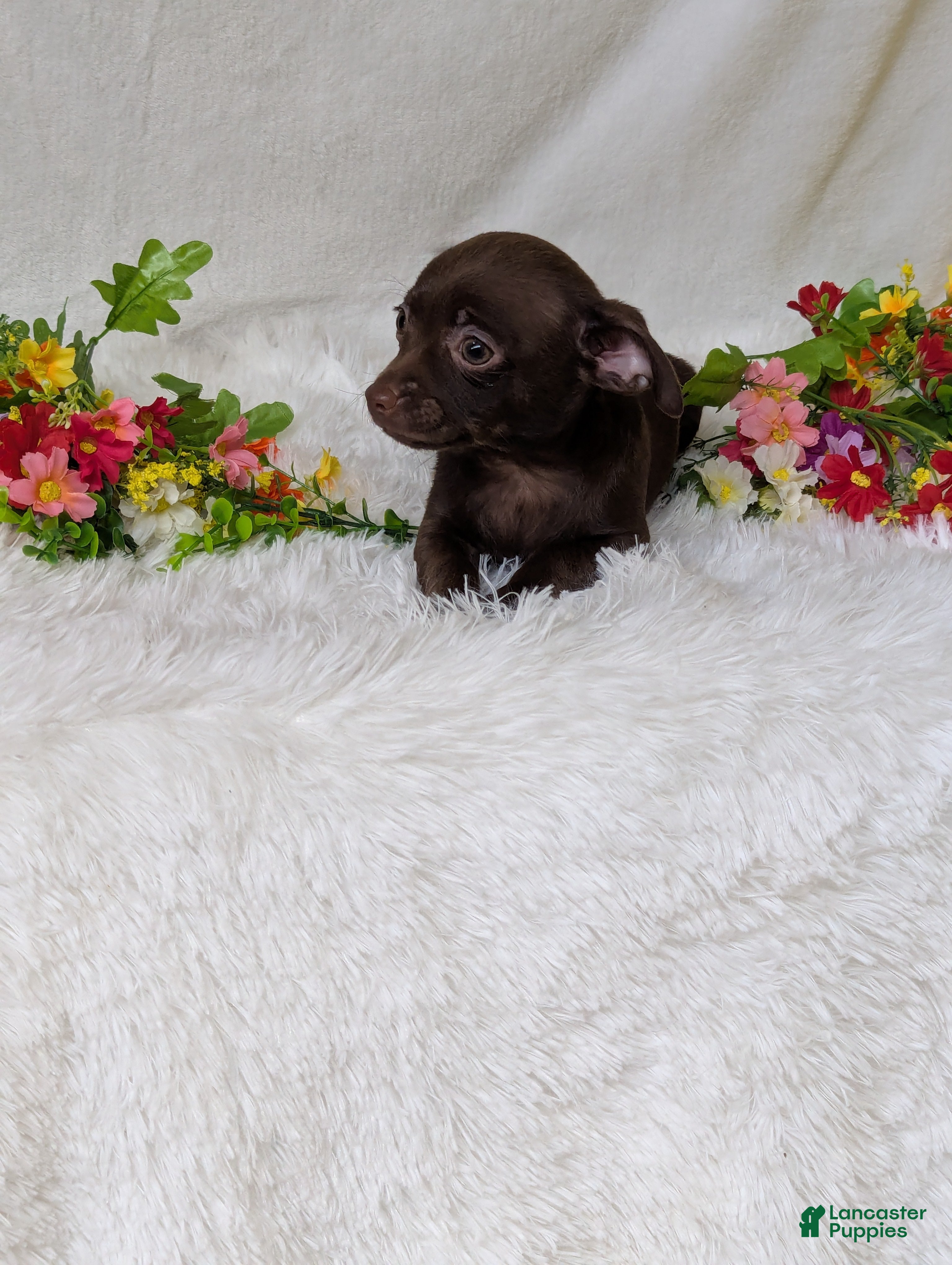 Chihuahua dogs Hershey kisses - Ad 1