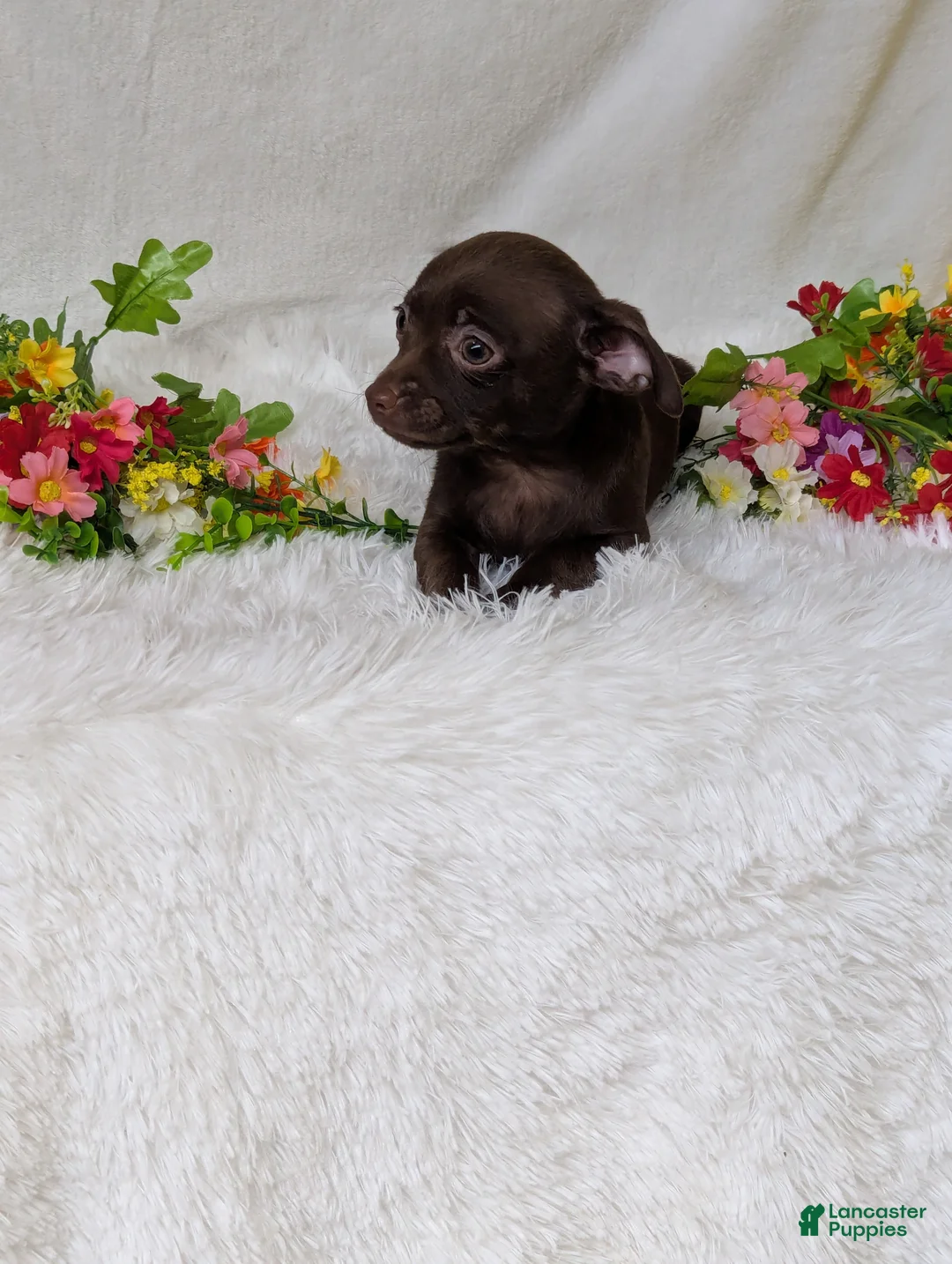 Chihuahua dogs for sale: Hershey kisses - Ad 1