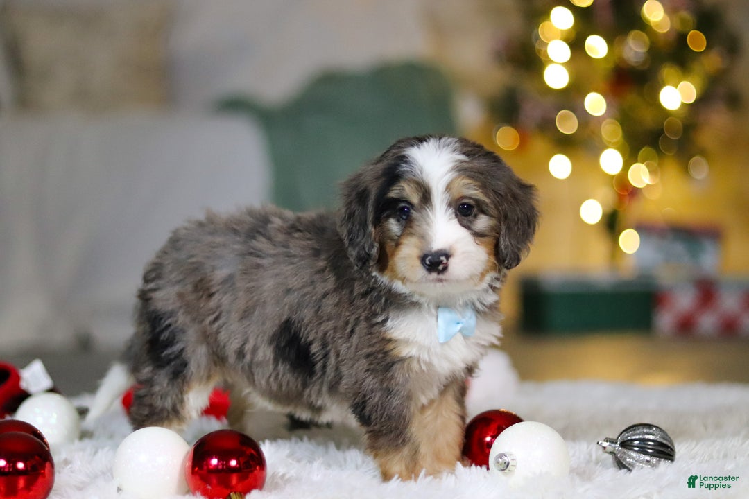 Mini Bernedoodle dogs for sale: Brady - Ad 4