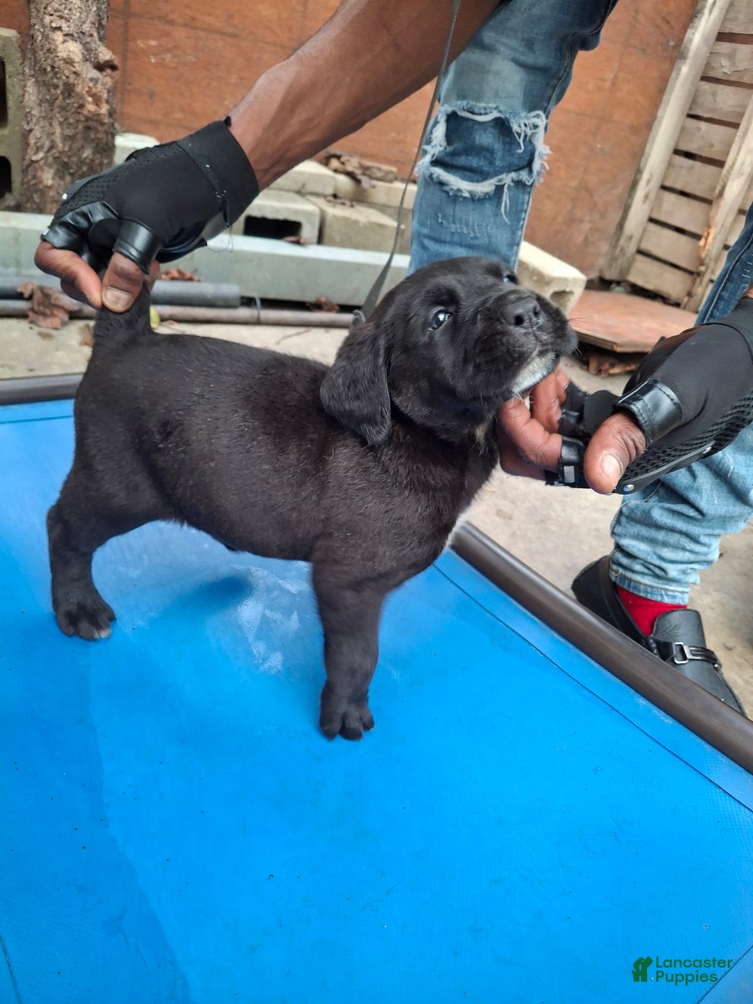 Cane Corso dogs for sale: Cane Corso Puppy 4 - Ad 1